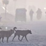 ਪੰਜਾਬ ‘ਚ ਦੋ ਦਿਨ ਸੰਘਣੇ ਕੋਹਰੇ ਤੇ ਸ਼ੀਤ ਲਹਿਰ ਲਈ ਯੈਲੋ ਅਲਰਟ, 10 ਜ਼ਿਲ੍ਹਿਆਂ ਵਿੱਚ ਠੰਡ ਬਰਸਾਏਗੀ ਕਹਿਰ