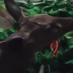 Shocking Video: ਜਲੰਧਰ ਦੇ ਰਿਹਾਇਸ਼ੀ ਇਲਾਕੇ ਵਿੱਚ ਵੜਿਆ ਸਾਂਭਰ, ਕਾਫੀ ਮਸ਼ੱਕਤ ਤੋਂ ਜੰਗਲਾਤ ਵਿਭਾਗ ਨੇ ਕੀਤਾ ਕਾਬੂ