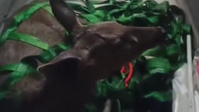 Video: ਜਲੰਧਰ ਦੇ ਰਿਹਾਇਸ਼ੀ ਇਲਾਕੇ 'ਚ ਵੜਿਆ ਸਾਂਭਰ, ਵਿਭਾਗ ਨੇ ਇੰਝ ਕੀਤਾ ਕਾਬੂ