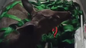 Video: ਜਲੰਧਰ ਦੇ ਰਿਹਾਇਸ਼ੀ ਇਲਾਕੇ 'ਚ ਵੜਿਆ ਸਾਂਭਰ, ਵਿਭਾਗ ਨੇ ਇੰਝ ਕੀਤਾ ਕਾਬੂ