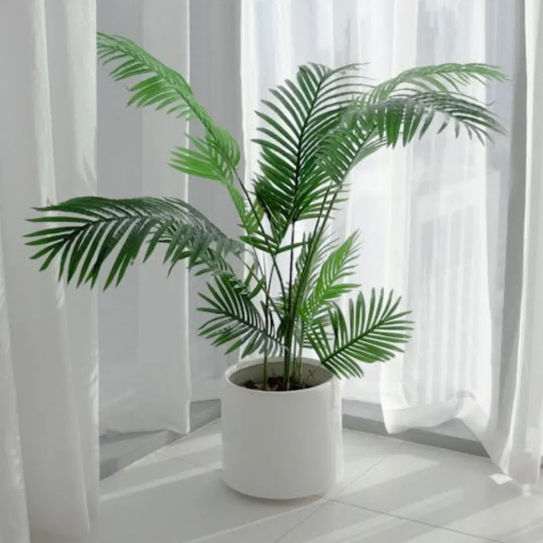 ਜੇਕਰ ਤੁਸੀਂ ਇੱਕ ਅਜਿਹੇ ਪੌਦੇ ਦੀ ਭਾਲ ਕਰ ਰਹੇ ਹੋ ਜਿਸਨੂੰ ਕਮਰੇ ਦੇ ਇੱਕ ਕੋਨੇ ਵਿੱਚ ਰੱਖਿਆ ਜਾ ਸਕੇ ਅਤੇ ਇਸਦੀ ਉਚਾਈ ਚੰਗੀ ਹੋਵੇ, ਤਾਂ ਏਰਿਕਾ ਪਲਾਂਟ ਸਭ ਤੋਂ ਵਧੀਆ ਵਿਕਲਪ ਹੋਵੇਗਾ। ਇਹ ਜਲਦੀ ਵੱਧਦਾ ਹੈ ਅਤੇ ਇਸਨੂੰ ਵਧਣ-ਫੁੱਲਣ ਲਈ ਬਹੁਤ ਜ਼ਿਆਦਾ ਰੌਸ਼ਨੀ ਦੀ ਲੋੜ ਨਹੀਂ ਹੁੰਦੀ। ਇਸਨੂੰ ਹਰ ਰੋਜ਼ ਹਲਕਾ ਜਿਹਾ ਪਾਣੀ ਦੇਣਾ ਅਤੇ ਇਸਦੇ ਵਾਧੇ ਲਈ ਅਸਿੱਧੀ ਰੌਸ਼ਨੀ ਕਾਫ਼ੀ ਹੈ।