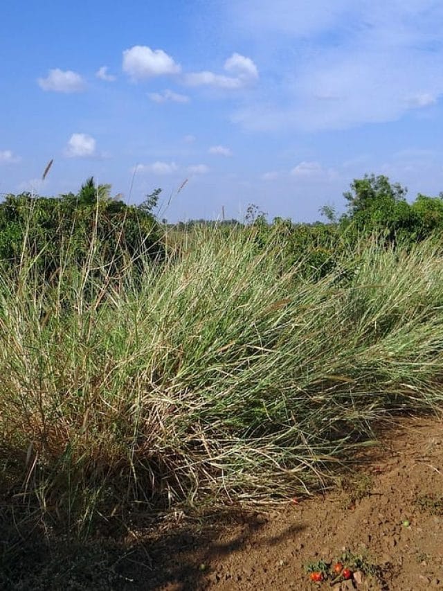 ਖਾਣ ਦੇ ਨਾਲ ਸਕਿਨ ਦੇ ਲਈ ਕੰਮ ਆਉਂਦਾ ਹੈ ਇਹ 5 ਕਿਸਮਾਂ ਦਾ ਘਾਹ