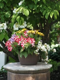 ਬਸੰਤ ਦੇ ਮੌਸਮ ‘ਚ ਘਰ ‘ਚ ਲਗਾਓ ਇਹ ਫੁੱਲਾਂ ਵਾਲੇ ਪੌਦੇ...