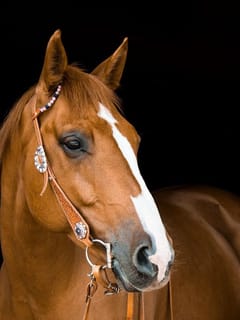 ਘੋੜਾ ਕਿਉਂ ਨਹੀਂ ਬੈਠ ਸਕਦਾ, ਖੜ੍ਹੇ ਹੋ ਕੇ ਸੌਣਾ ਕਿਉ ਹੈ ਉਸਦੀ ਮਜਬੂਰੀ?...