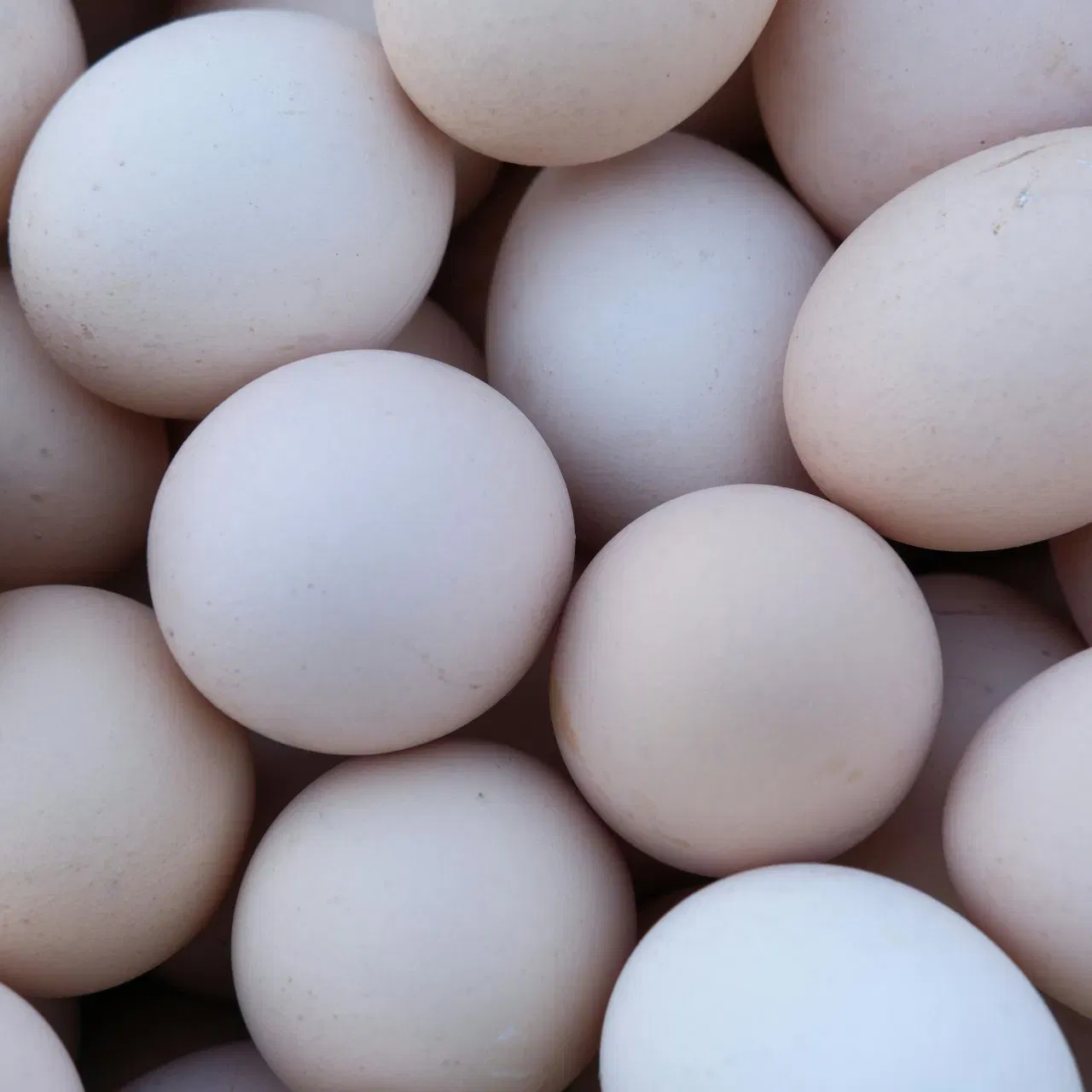 ਕੀ ਤੁਸੀਂ ਕਦੇ ਆਂਡੇ ਦਾ ਸ਼ੇਕ ਟੈਸਟ ਕੀਤਾ ਹੈ? ਇਸ ਵਿੱਚ ਆਪਣੇ ਕੰਨ ਦੇ ਨੇੜੇ ਆਂਡੇ ਨੂੰ ਹੌਲੀ-ਹੌਲੀ ਹਿਲਾਉਣਾ ਹੁੰਦਾ ਹੈ। ਕਿਸੇ ਆਵਾਜ਼ ਦਾ ਨਾ ਆਉਣਾ ਇਸਨੂੰ ਫਰੈਸ਼ ਦੱਸਦਾ ਹੈ। ਪਰ ਅੰਦਰ ਪਾਣੀ ਵਰਗੀ ਛਲਛਲਾਹਟ ਮਹਿਸੂਸ ਹੋਵੇ ਤਾਂ ਆਂਡਾ ਖਾਣ ਲਾਇਕ ਨਹੀਂ ਹੈ ਕਿਉਂਕਿ ਇਸਦੇ ਅੰਦਰਲਾ ਹਿੱਸਾ ਬਹੁਤ ਪਤਲਾ ਹੋ ਗਿਆ ਹੈ।