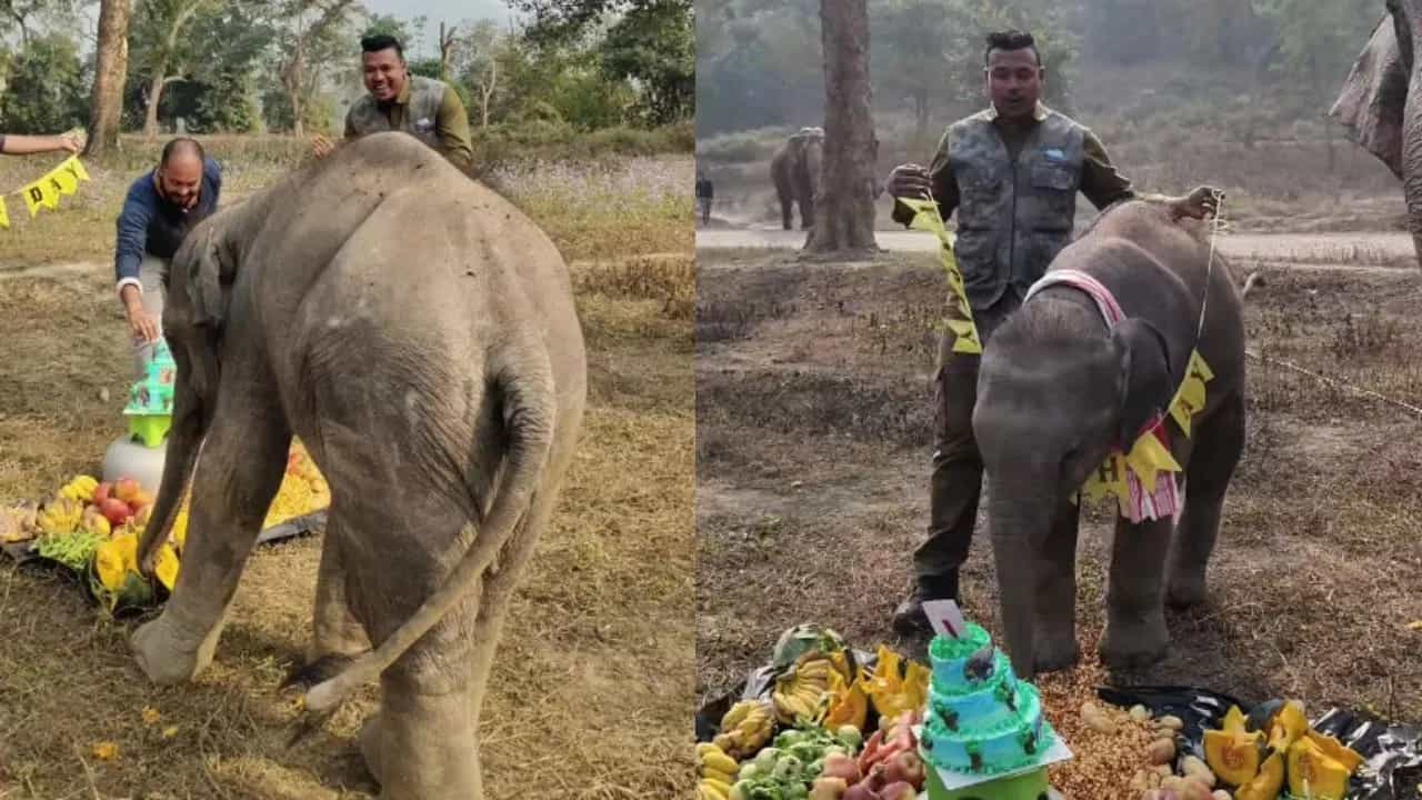 Viral Video: ਸ਼ਖਸ ਨੇ ਕੇਕ ਕੱਟ ਕੇ ਮਨਾਇਆ ਹਾਥੀ ਦੇ ਬੱਚੇ ਦਾ ਜਨਮਦਿਨ, ਵੀਡੀਓ ਨੇ ਜਿੱਤਿਆ ਦਿਲ Viral Video: ਸ਼ਖਸ ਨੇ ਕੇਕ ਕੱਟ ਕੇ ਮਨਾਇਆ ਹਾਥੀ ਦੇ ਬੱਚੇ ਦਾ ਜਨਮਦਿਨ, ਵੀਡੀਓ ਨੇ ਜਿੱਤਿਆ ਦਿਲ