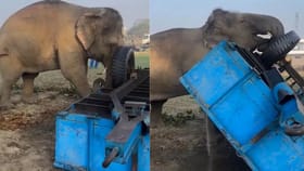 Video: ਹਾਥੀ ਨੇ ਦਿਖਾਈ ਗਜਬ ਦੀ ਤਾਕਤ, ਪਲਕ ਝਪਕਦਿਆਂ ਹੀ ਚੁੱਕ ਦਿੱਤੀ ਟਰਾਲੀ