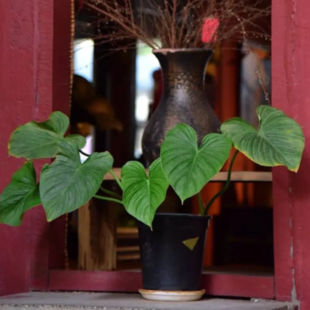 ਤੁਸੀਂ ਆਪਣੇ ਘਰ ਵਿੱਚ ਹਾਰਟ ਲੀਫ ਫਿਲੋਡੈਂਡਰਨ ਲਗਾ ਸਕਦੇ ਹੋ। ਇਹ ਵੀ ਤੇਜ਼ੀ ਨਾਲ ਵਧਣ ਵਾਲਾ ਪੌਦਾ ਹੈ। ਇਹ ਘੱਟ ਤੋਂ ਦਰਮਿਆਨੀ ਰੌਸ਼ਨੀ ਵਿੱਚ ਚੰਗੀ ਤਰ੍ਹਾਂ ਢਲ ਜਾਂਦਾ ਹੈ ਅਤੇ ਇਸਨੂੰ ਵਾਰ-ਵਾਰ ਪਾਣੀ ਦੇਣ ਦੀ ਲੋੜ ਨਹੀਂ ਪੈਂਦੀ। ਦੇਖਭਾਲ ਵਿੱਚ ਆਸਾਨ ਹੋਣ ਦੇ ਨਾਲ-ਨਾਲ, ਇਹ ਤੁਹਾਡੀ ਸਿਹਤ ਲਈ ਵੀ ਲਾਭਦਾਇਕ ਹੈ ਕਿਉਂਕਿ ਇਹ ਹਵਾ ਨੂੰ ਸ਼ੁੱਧ ਕਰਦਾ ਹੈ। ਇਸੇ ਤਰ੍ਹਾਂ, ਇੱਥੇ ਦਿੱਤੇ ਗਏ ਬਾਕੀ ਪੌਦੇ ਵੀ ਹਵਾ ਦੀ ਗੁਣਵੱਤਾ ਨੂੰ ਬਿਹਤਰ ਬਣਾਉਣ ਵਿੱਚ ਮਦਦਗਾਰ ਹਨ।