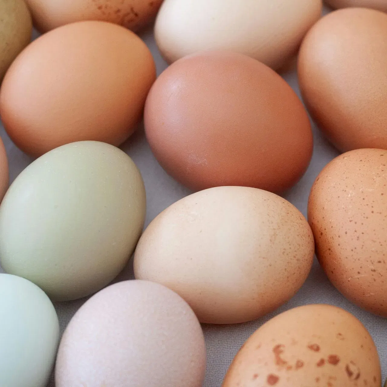 ਇਸ ਤੋਂ ਇਲਾਵਾ, ਜੇਕਰ ਆਂਡੇ ਦੀ ਬਾਹਰੀ ਪਰਤ ਹਲਕੀ ਦਾਣੇਦਾਰ ਅਤੇ ਦਰਾਰ ਰਹਿਤ ਹੈ, ਤਾਂ ਇਸਨੂੰ ਤਾਜ਼ਾ ਮੰਨਿਆ ਜਾਂਦਾ ਹੈ। ਜੇਕਰ ਇਸ ਤੇ ਹਲਕੀ ਤਰੇੜ ਜਾਂ ਛੇਕ ਹੈ, ਤਾਂ ਬੈਕਟੀਰੀਆ ਦੀ ਲਾਗ ਦਾ ਖ਼ਤਰਾ ਵੱਧ ਜਾਂਦਾ ਹੈ।