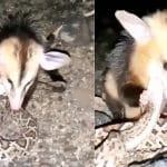 Viral Video : ਜ਼ਿੰਦਾ ਅਜਗਰ ਨੂੰ ਪਾੜ ਕੇ ਖਾ ਗਿਆ ਇਹ ਜਾਨਵਰ, ਵਾਇਰਲ ਵੀਡੀਓ ਨੇ ਲੋਕਾਂ ਨੂੰ ਕੀਤਾ ਹੈਰਾਨ