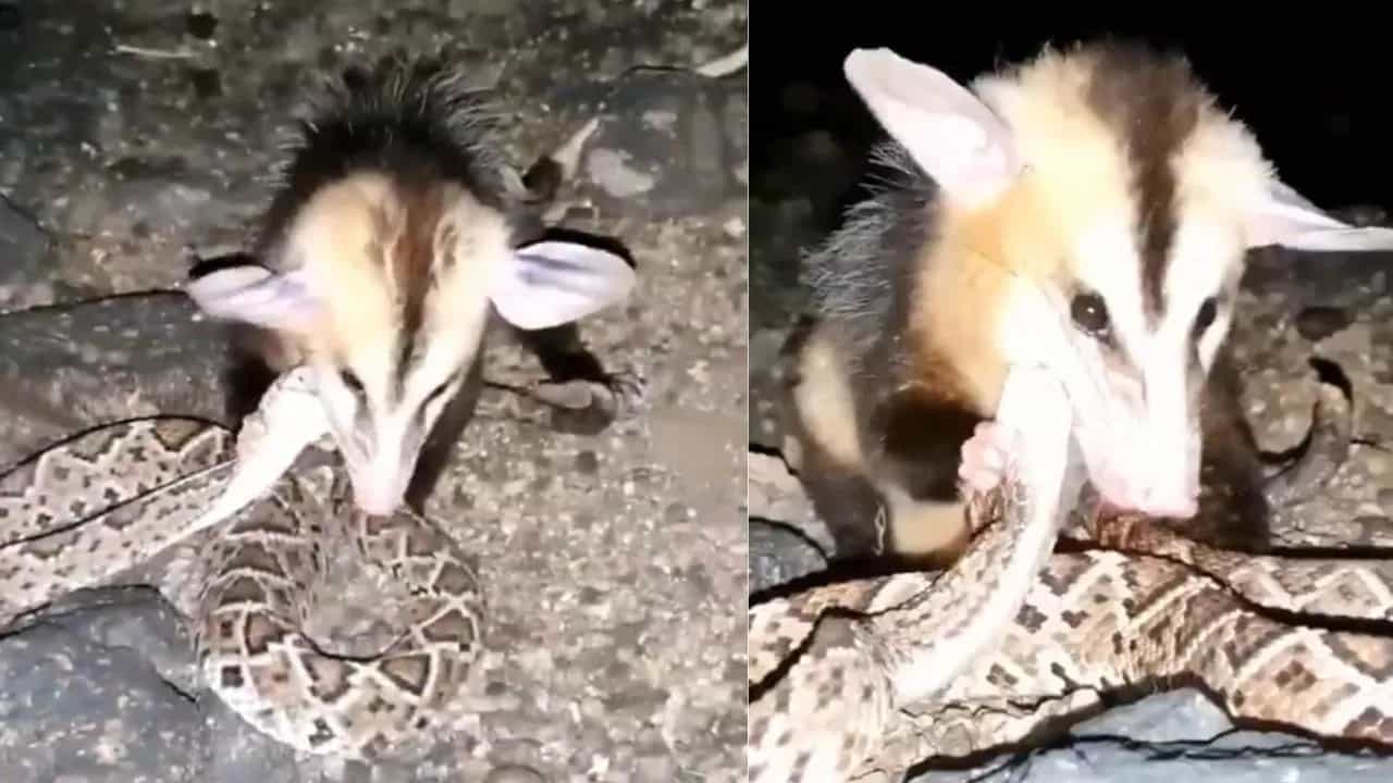 Viral Video : ਜ਼ਿੰਦਾ ਅਜਗਰ ਨੂੰ ਪਾੜ ਕੇ ਖਾ ਗਿਆ ਇਹ ਜਾਨਵਰ, ਵਾਇਰਲ ਵੀਡੀਓ ਨੇ ਲੋਕਾਂ ਨੂੰ ਕੀਤਾ ਹੈਰਾਨ Viral Video : ਜ਼ਿੰਦਾ ਅਜਗਰ ਨੂੰ ਪਾੜ ਕੇ ਖਾ ਗਿਆ ਇਹ ਜਾਨਵਰ, ਵਾਇਰਲ ਵੀਡੀਓ ਨੇ ਲੋਕਾਂ ਨੂੰ ਕੀਤਾ ਹੈਰਾਨ