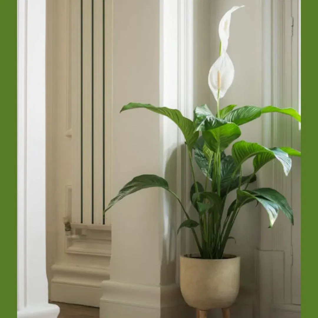 ਘਰ ਦੇ ਅੰਦਰਲੇ ਪੌਦਿਆਂ ਦੀ ਗੱਲ ਕਰੀਏ ਤਾਂ, ਤੁਹਾਨੂੰ ਪੀਸ ਲਿਲੀ ਲਗਾਉਣੀ ਚਾਹੀਦੀ ਹੈ। ਸਭ ਤੋਂ ਵਧੀਆ ਗੱਲ ਇਹ ਹੈ ਕਿ ਜਦੋਂ ਇਸਨੂੰ ਪਾਣੀ ਦੀ ਲੋੜ ਹੁੰਦੀ ਹੈ, ਤਾਂ ਪੌਦਾ ਥੋੜ੍ਹਾ ਜਿਹਾ ਮੁਰਝਾ ਜਾਂਦਾ ਹੈ, ਜਿਸ ਨਾਲ ਤੁਹਾਨੂੰ ਪਤਾ ਲੱਗਦਾ ਹੈ ਕਿ ਇਸਨੂੰ ਪਾਣੀ ਦੇਣ ਦਾ ਸਮਾਂ ਆ ਗਿਆ ਹੈ। ਕੁਝ ਸਮੇਂ ਬਾਅਦ, ਇਹ ਆਪਣੀ ਪੂਰਾ ਹਰਾ ਅਤੇ ਖਿਲਿਆ ਹੋਇਆ ਵਿੱਚ ਵਾਪਸ ਆ ਜਾਂਦਾ ਹੈ। ਇਸ 'ਤੇ ਇੱਕ ਪੰਖੜੀ ਵਾਲਾ ਫੁੱਲ ਖਿੜਦਾ ਹੈ, ਜੋ ਕਮਾਲ ਦਾ ਲੱਗਦਾ ਹੈ।