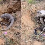 Viral Video: ਰੌਕ ਪਾਈਥਨ ਅਤੇ ਮਾਨੀਟਰ ਲਿਜਰਡ ਵਿਚਾਲੇ ਛਿੜੀ ਖ਼ਤਰਨਾਕ ਜੰਗ, ਵੀਡੀਓ ਵਿੱਚ ਦੇਖੋ ਕੌਣ ਜਿੱਤਿਆ?