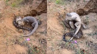 Viral Video: ਰੌਕ ਪਾਈਥਨ ਅਤੇ ਮਾਨੀਟਰ ਲਿਜਰਡ ਵਿਚਾਲੇ ਛਿੜੀ ਖ਼ਤਰਨਾਕ ਜੰਗ, ਵੀਡੀਓ ਵਿੱਚ ਦੇਖੋ ਕੌਣ ਜਿੱਤਿਆ?