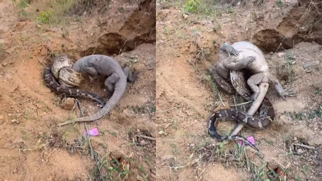 Viral Video: ਰੌਕ ਪਾਈਥਨ ਅਤੇ ਮਾਨੀਟਰ ਲਿਜਰਡ ਵਿਚਾਲੇ ਛਿੜੀ ਖ਼ਤਰਨਾਕ ਜੰਗ, ਵੀਡੀਓ ਵਿੱਚ ਦੇਖੋ ਕੌਣ ਜਿੱਤਿਆ?