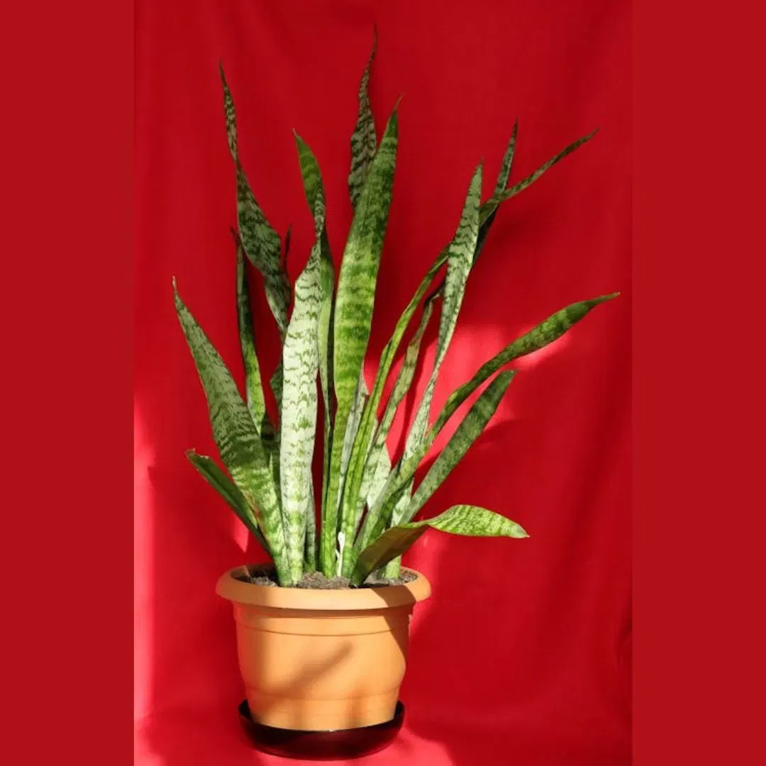 ਸਨੇਕ ਪਲਾਂਟ ਵੀ ਤੇਜ਼ੀ ਨਾਲ ਵਧਣ ਵਾਲਾ ਪੌਦਾ ਹੈ। ਹਾਲਾਂਕਿ ਇਹ ਪਹਿਲਾਂ ਥੋੜ੍ਹਾ ਹੌਲੀ-ਹੌਲੀ ਵਧਦਾ ਹੈ, ਪਰ ਹੌਲੀ-ਹੌਲੀ ਇਸ ਦੀਆਂ ਕੌਪਲਾਂ ਉੱਗਣ ਲੱਗਦੀਆਂ ਹਨ, ਅਤੇ ਪੌਦਾ ਵਧਣ ਦੇ ਨਾਲ-ਨਾਲ ਸੰਘਣਾ ਹੁੰਦਾ ਜਾਂਦਾ ਹੈ। ਇਸਨੂੰ ਬਹੁਤ ਘੱਟ ਦੇਖਭਾਲ ਦੀ ਲੋੜ ਹੁੰਦੀ ਹੈ, ਜੋ ਇਸਨੂੰ ਬਾਗਬਾਨੀ ਬਿਗਨਰਜ ਲਈ ਵੀ ਵਧੀਆ ਵਿਕਲਪ ਹੈ। ਤੁਸੀਂ ਇਸਨੂੰ ਇੱਕ ਪੱਤੇ ਤੋਂ ਵੀ ਉਗਾ ਸਕਦੇ ਹੋ।