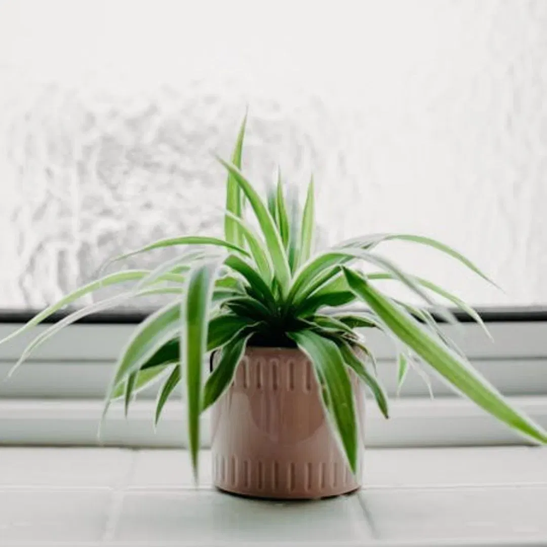 ਤੇਜ਼ੀ ਨਾਲ ਵਧਣ ਵਾਲੇ ਅੰਦਰੂਨੀ ਪੌਦਿਆਂ ਦੀ ਗੱਲ ਕਰੀਏ ਤਾਂ ਸਪਾਈਡਰ ਪਲਾਂਟ ਲਗਾਓ। ਇਹ ਬਿਲਕੁੱਲ ਸਪਾਈਡਕ ਵਾਂਗ ਫੈਲਦਾ ਹੈ, ਅਤੇ ਇਸਦੇ ਪੱਤੇ ਪੂਰੀ ਤਰ੍ਹਾਂ ਘੜੇ ਨੂੰ ਘੇਰ ਲੈਂਦੇ ਹਨ, ਇਸਨੂੰ ਇੱਕ ਸੁੰਦਰ ਪੌਦਾ ਬਣਾਉਂਦੇ ਹਨ। ਇੱਕ ਵਾਰ ਜਦੋਂ ਇਹ ਵਧ ਜਾਂਦਾ ਹੈ, ਤਾਂ ਇਹ ਲੰਬੇ ਸਮੇਂ ਲਈ ਛੋਟੇ ਪੌਦੇ ਪੈਦਾ ਕਰਦਾ ਰਹਿੰਦਾ ਹੈ। ਬਹੁਤ ਘੱਟ ਪਾਣੀ ਅਤੇ ਹਲਕੀ ਧੁੱਪ ਇਸਦੇ ਲਈ ਸਭ ਤੋਂ ਵਧੀਆ ਹੈ, ਇਸ ਲਈ ਤੁਸੀਂ ਇਸਨੂੰ ਵਰਾਂਡੇ 'ਚ ਖਿੜਕੀ ਦੇ ਨੇੜੇ ਰੱਖ ਸਕਦੇ ਹੋ ਜਾਂ ਇਸਨੂੰ ਬਾਲਕੋਨੀ 'ਤੇ ਲਟਕਾ ਸਕਦੇ ਹੋ।