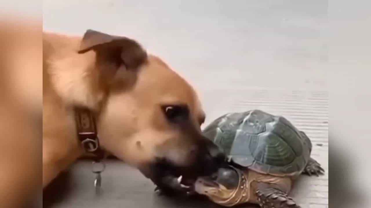 Viral Video: ਕੱਛੂਏ ਨੇ ਸ਼ਰਾਰਤੀ ਕੁੱਤੇ ਨੂੰ ਇੰਝ ਸਿਖਾਇਆ ਸਬਕ, ਕਦੇ ਨਹੀਂ ਦੇਖਿਆ ਹੋਵੇਗਾ ਅਜਿਹੀ ਵੀਡੀਓ