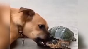 Video: ਕੱਛੂਏ ਨੇ ਕੁੱਤੇ ਨੂੰ ਇੰਝ ਸਿਖਾਇਆ ਸਬਕ, ਹੈਰਾਨ ਕਰ ਦੇਵੇਗਾ ਇਹ ਵੀਡੀਓ Video: ਕੱਛੂਏ ਨੇ ਕੁੱਤੇ ਨੂੰ ਇੰਝ ਸਿਖਾਇਆ ਸਬਕ, ਹੈਰਾਨ ਕਰ ਦੇਵੇਗਾ ਇਹ ਵੀਡੀਓ