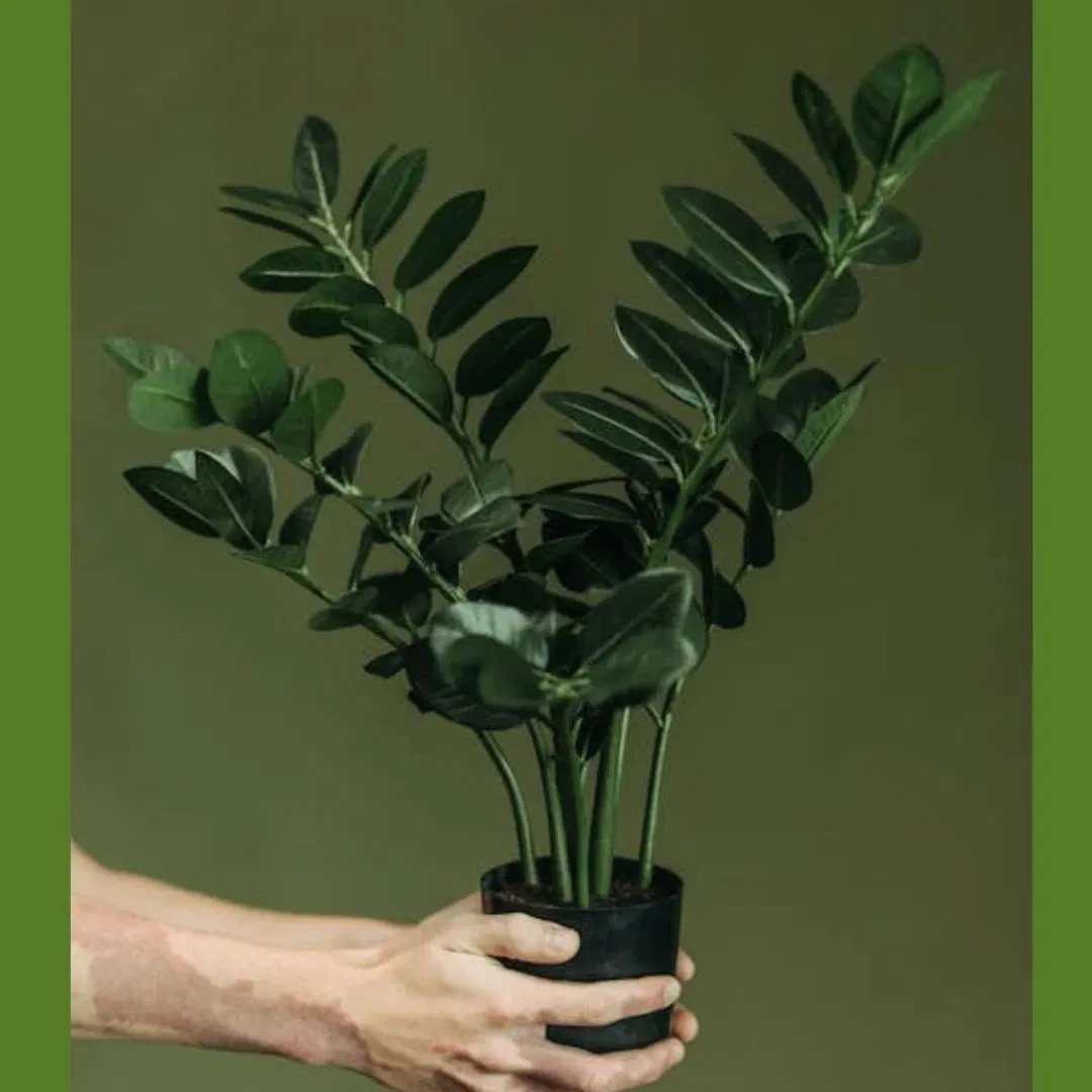 ZZ ਪੌਦਾ, ਜਿਸਨੂੰ ਜ਼ੈਂਜ਼ੀਬਾਰ ਜੈਮ ਪਲਾਂਟ ਵੀ ਕਿਹਾ ਜਾਂਦਾ ਹੈ, ਵੀ ਤੇਜ਼ੀ ਨਾਲ ਵਧਦਾ ਹੈ ਅਤੇ ਜਦੋਂ ਇਸਦੇ ਪੱਤੇ ਫੈਲਦੇ ਹਨ ਤਾਂ ਸ਼ਾਨਦਾਰ ਦਿਖਾਈ ਦਿੰਦਾ ਹੈ। ਇਸ ਪੌਦੇ ਦੀ ਦੇਖਭਾਲ ਕਰਨਾ ਵੀ ਬਹੁਤ ਆਸਾਨ ਹੈ। ਇਹ ਘੱਟ ਰੋਸ਼ਨੀ ਵਿੱਚ ਵਧਦਾ ਹੈ ਅਤੇ ਇਸਨੂੰ ਰੋਜ਼ਾਨਾ ਪਾਣੀ ਦੇਣ ਦੀ ਲੋੜ ਨਹੀਂ ਹੁੰਦੀ ਹੈ। ਸਮੇਂ ਦੇ ਨਾਲ, ਇਹ ਆਪਣੀਆਂ ਜੜ੍ਹਾਂ ਤੋਂ ਕਈ ਸ਼ਾਖਾਵਾਂ ਉਗਾਉਂਦਾ ਹੈ ਅਤੇ ਸੰਘਣਾ ਹੁੰਦਾ ਜਾਂਦਾ ਹੈ।