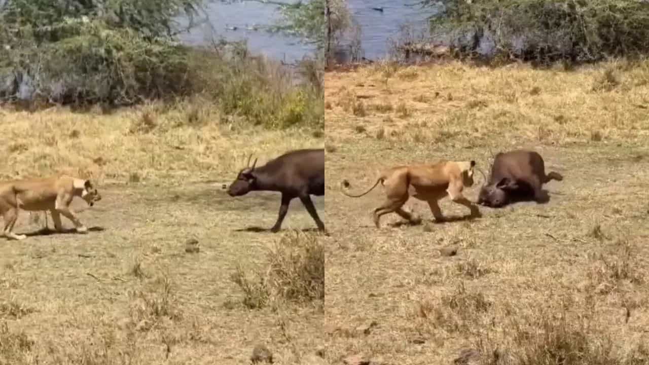 Viral Video: ਪਹਿਲਾਂ ਡਰਾਇਆ, ਫਿਰ ਖੁਦ ਹੀ ਸ਼ੇਰਨੀ ਦਾ ਸ਼ਿਕਾਰ ਬਣ ਗਈ ਮੱਝ, ਵੀਡੀਓ ਦੇਖ ਕੇ ਹੈਰਾਨ ਹੋਏ ਲੋਕ