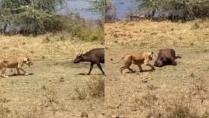 ਪਹਿਲਾਂ ਡਰਾਇਆ, ਫਿਰ ਖੁਦ ਹੀ ਸ਼ੇਰਨੀ ਦਾ ਸ਼ਿਕਾਰ ਬਣ ਗਈ ਮੱਝ, ਦੋਖੋ VIDEO