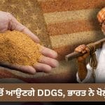 Explained: ਕੀ ਹੈ DDGS? ਜਿਸ ਨੂੰ ਭਾਰਤ ਨੇ ਦਿਖਾਈ ਹਰੀ ਝੰਡੀ, ਚਿੰਤਾ ਵਿੱਚ ਆਏ ਕਿਸਾਨ