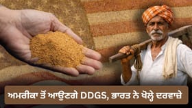 Explained: ਕੀ ਹੈ DDGS? ਜਿਸ ਨੂੰ ਭਾਰਤ ਨੇ ਦਿਖਾਈ ਹਰੀ ਝੰਡੀ, ਚਿੰਤਾ ਵਿੱਚ ਆਏ ਕਿਸਾਨ...