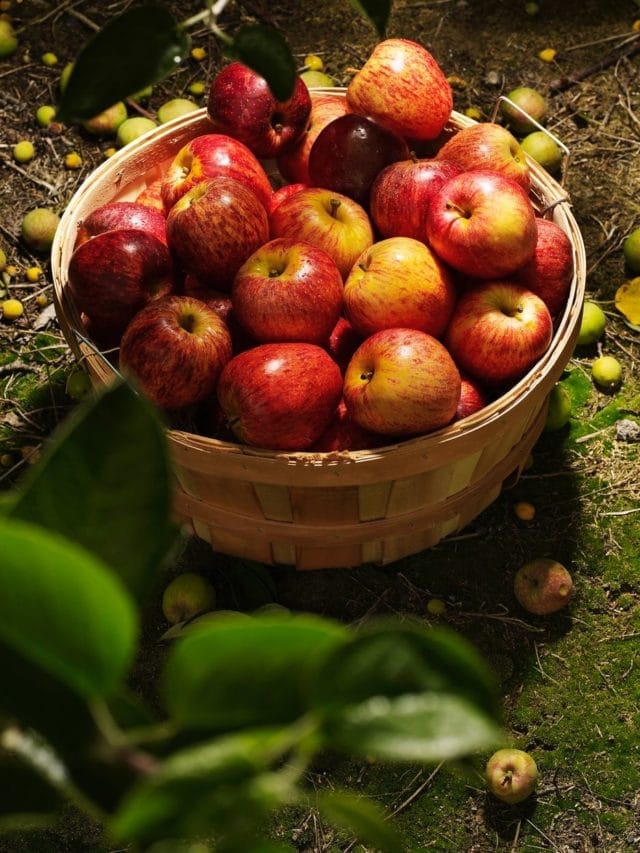 ਸੇਬ ਖਾਣ ਨਾਲ ਸਰੀਰ ਨੂੰ ਕਿਹੜੇ ਵਿਟਾਮਿਨ ਮਿਲਦੇ ਹਨ?