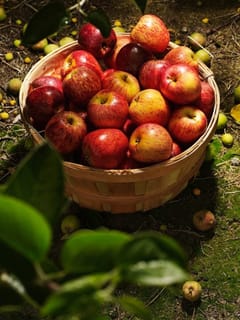 ਸੇਬ ਖਾਣ ਨਾਲ ਸਰੀਰ ਨੂੰ ਕਿਹੜੇ ਵਿਟਾਮਿਨ ਮਿਲਦੇ ਹਨ?...