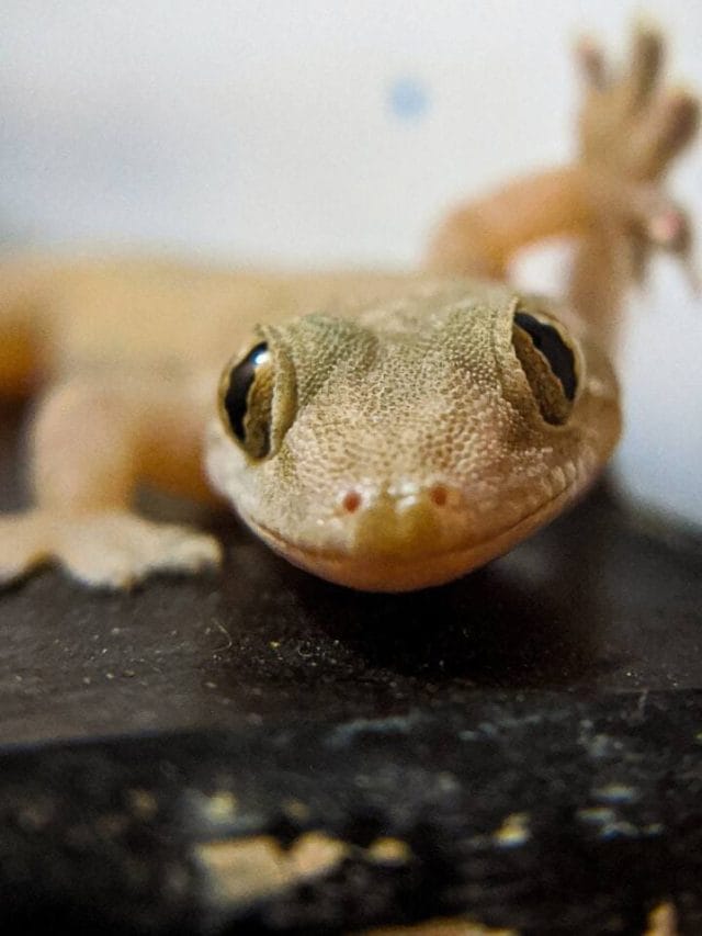 ਘਰ ‘ਚ ਹੈ ਕਿਰਲੀਆਂ ਦੀ ਸਮੱਸਿਆ… ਇਸ ਤਰ੍ਹਾਂ ਕਰੋਂ ਦੂਰ!