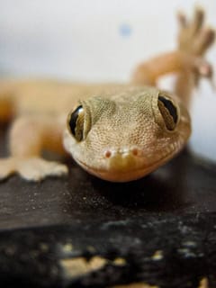 ਘਰ ‘ਚ ਹੈ ਕਿਰਲੀਆਂ ਦੀ ਸਮੱਸਿਆ… ਇਸ ਤਰ੍ਹਾਂ ਕਰੋਂ ਦੂਰ!...