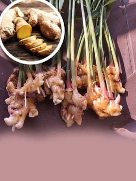 ਭਾਰਤ ਅਦਰਕ ਦੇ ਉਤਪਾਦਨ ਵਿੱਚ ਨੰਬਰ 1 ਕਿਵੇਂ ?