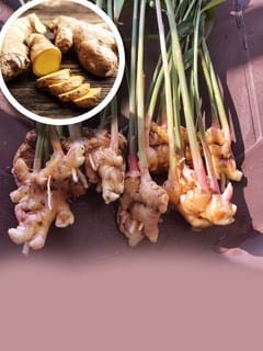 ਭਾਰਤ ਅਦਰਕ ਦੇ ਉਤਪਾਦਨ ਵਿੱਚ ਨੰਬਰ 1 ਕਿਵੇਂ ?...