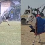 ਲੁਧਿਆਣਾ ‘ਚ 11 ਸਾਲ ਬਾਅਦ ਦੌੜੀਆਂ ਬੈਲ ਗੱਡੀਆਂ, ਪਹਿਲੇ ਰਾਊਂਡ ‘ਚ 28 ਵਿਚਾਲੇ ਹੋਇਆ ਮੁਕਾਬਲਾ