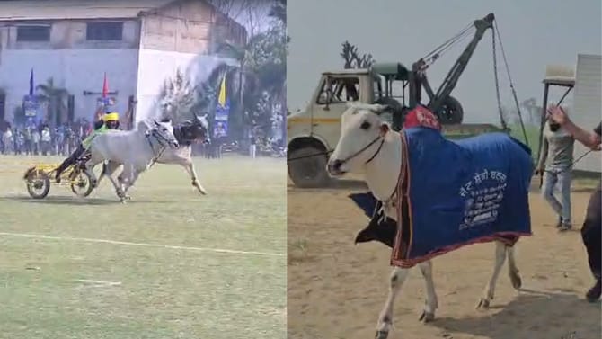 ਲੁਧਿਆਣਾ: 11 ਸਾਲ ਬਾਅਦ ਦੌੜੀਆਂ ਬੈਲ ਗੱਡੀਆਂ, ਪਹਿਲੇ ਦਿਨ 28 ਵਿਚਾਲੇ ਮੁਕਾਬਲਾ