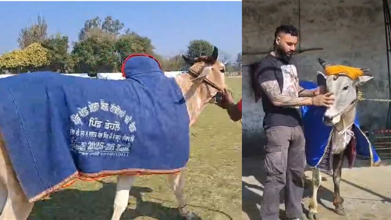 ਅੱਜ ਤੋਂ ਸ਼ੁਰੂ ਹੋ ਰਹੀਆਂ ਕਿਲਾ ਰਾਏਪੁਰ ਪੇਂਡੂ ਉਲੰਪਿਕ ਖੇਡਾਂ, 11 ਸਾਲ ਬਾਅਦ ਬੈਲ ਗੱਡੀਆਂ ਦੀ ਦੌੜ ਕਰ ਰਹੀ ਵਾਪਸੀ