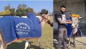 ਕਿਲਾ ਰਾਏਪੁਰ ਖੇਡਾਂ ਅੱਜ ਤੋਂ ਸ਼ੁਰੂ, ਇਸ ਵਾਰ ਬੈਲ ਗੱਡੀਆਂ ਦੀ ਦੌੜ ਕਰ ਰਹੀ ਵਾਪਸੀ