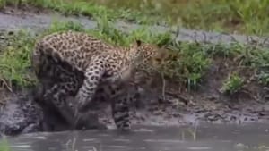 Video ਸ਼ਿਕਾਰ ਦੇ ਚੱਕਰ 'ਚ ਤੇਂਦੂਏ ਨੇ ਫੜ ਲਈ ਆਪਣੀ ਹੀ ਪੂਛ, ਫਿਰ ਦੇਖੋ ਕੀ ਹੋਇਆ