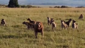 30 ਲੱਕੜਬੱਘਿਆਂ ਦੇ ਝੁੰਡ 'ਚ ਘਿਰਿਆ 'ਜੰਗਲ ਦਾ ਰਾਜਾ', ਵੀਡੀਓ ਹੋਇਆ ਵਾਇਰਲ