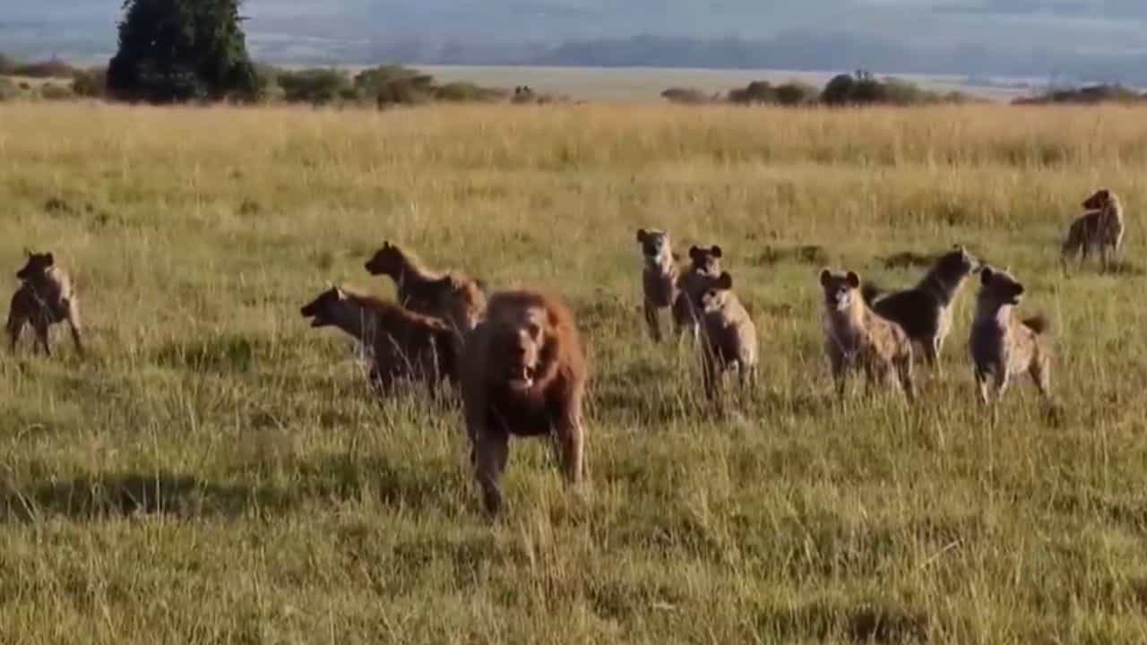 Viral Video: 30 ਲੱਕੜਬੱਘਿਆਂ ਦੇ ਝੁੰਡ ਚ ਘਿਰਿਆ ਜੰਗਲ ਦਾ ਰਾਜਾ, ਵੀਡੀਓ ਹੋਇਆ ਵਾਇਰਲ Viral Video: 30 ਲੱਕੜਬੱਘਿਆਂ ਦੇ ਝੁੰਡ ਚ ਘਿਰਿਆ ਜੰਗਲ ਦਾ ਰਾਜਾ, ਵੀਡੀਓ ਹੋਇਆ ਵਾਇਰਲ