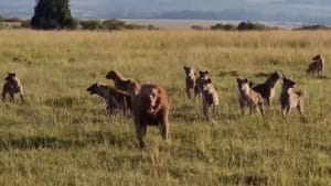 30 ਲੱਕੜਬੱਘਿਆਂ ਦੇ ਝੁੰਡ 'ਚ ਘਿਰਿਆ 'ਜੰਗਲ ਦਾ ਰਾਜਾ', ਵੀਡੀਓ ਹੋਇਆ ਵਾਇਰਲ