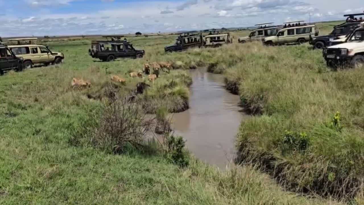 Viral Video: ਮੱਝ ਦੇ ਪਿੱਛੇ ਪਿਆ ਸ਼ੇਰਨੀਆਂ ਦਾ ਝੁੰਡ, ਨਜ਼ਾਰਾ ਅਜਿਹਾ ਕਿ ਦੇਖਣ ਲਈ ਲੱਗੀ ਲੋਕਾਂ ਦੀ ਭੀੜ