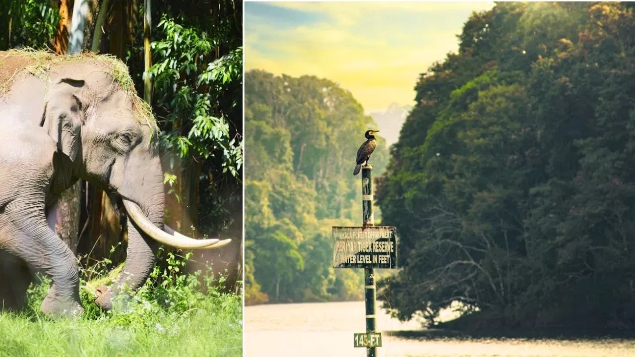 ਥੇੱਕਡੀ ਵਿੱਚ ਰੋਮਾਂਚ: ਜੇਕਰ ਤੁਸੀਂ ਆਪਣੀ ਹਨੀਮੂਨ ਯਾਤਰਾ ਵਿੱਚ ਥੋੜ੍ਹਾ ਜਿਹਾ ਸਾਹਸ ਜੋੜਨਾ ਚਾਹੁੰਦੇ ਹੋ, ਤਾਂ ਥੇੱਕਡੀ ਘੁੰਮਣ ਲਈ ਸਭ ਤੋਂ ਵਧੀਆ ਜਗ੍ਹਾ ਹੈ। ਇਹ ਜਗ੍ਹਾ ਪੋਰੀਆਰ ਨੈਸ਼ਨਲ ਪਾਰਕ ਲਈ ਜਾਣੀ ਜਾਂਦੀ ਹੈ। ਤੁਸੀਂ ਇੱਥੇ ਆਪਣੇ ਸਾਥੀ ਨਾਲ ਇੱਕ ਰੋਮਾਂਚਕ ਜੰਗਲੀ ਜੀਵ ਸਫਾਰੀ ਅਤੇ ਜੰਗਲ ਟ੍ਰੈਕਿੰਗ ਦਾ ਆਨੰਦ ਲੈ ਸਕਦੇ ਹੋ। (Image:pexels)