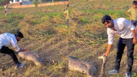 Viral Video: ਖੇਤ ਵਿੱਚ ਮਿਲਿਆ ਇੱਕ ਵਿਸ਼ਾਲ ਅਜਗਰ, ਫਿਰ ਆਦਮੀ ਨੇ ਜੋ ਹਿੰਮਤ ਦਿਖਾਈ, ਕੰਬ ਗਏ ਲੋਕੀ...