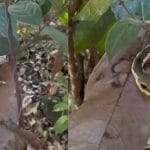 Viral Video: ਕਦੇ ਦੇਖਿਆ ਹੈ ਸੱਪ ਵਰਗਾ ਕੀੜਾ? ਵੀਡੀਓ ਨੇ ਲੋਕਾਂ ਨੂੰ ਕੀਤਾ ਕਨਫਿਊਜ਼, ਤੁਸੀ ਵੀ ਦੇਖੋ