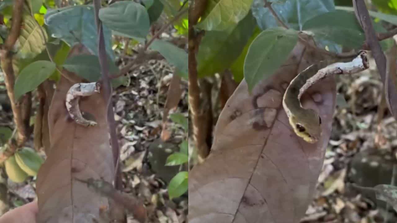 Viral Video: ਕਦੇ ਦੇਖਿਆ ਹੈ ਸੱਪ ਵਰਗਾ ਕੀੜਾ? ਵੀਡੀਓ ਨੇ ਲੋਕਾਂ ਨੂੰ ਕੀਤਾ ਕਨਫਿਊਜ਼, ਤੁਸੀ ਵੀ ਦੇਖੋ