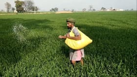 ਕੀਟਨਾਸ਼ਕ-ਯੂਰੀਆ ਫਸਲਾਂ ਤੇ ਨਸਲਾਂ ਨੂੰ ਕਰ ਰਿਹਾ ਤਬਾਹ, ਕਿਸਾਨ ਵੀ ਮਜ਼ਬੂਰ...