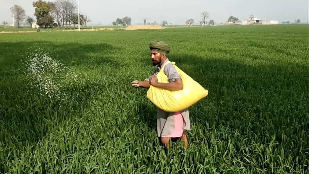 ਕੀਟਨਾਸ਼ਕ-ਯੂਰੀਆ ਫਸਲਾਂ ਤੇ ਨਸਲਾਂ ਨੂੰ ਕਰ ਰਿਹਾ ਤਬਾਹ, ਕਿਸਾਨ ਬੋਲੇ- ਸਾਨੂੰ ਕੀਤਾ ਜਾ ਰਿਹਾ ਮਜ਼ਬੂਰ, ਫਸਲਾਂ ਵੀ ਹੋ ਗਈਆਂ ਹਨ ਆਦੀ
