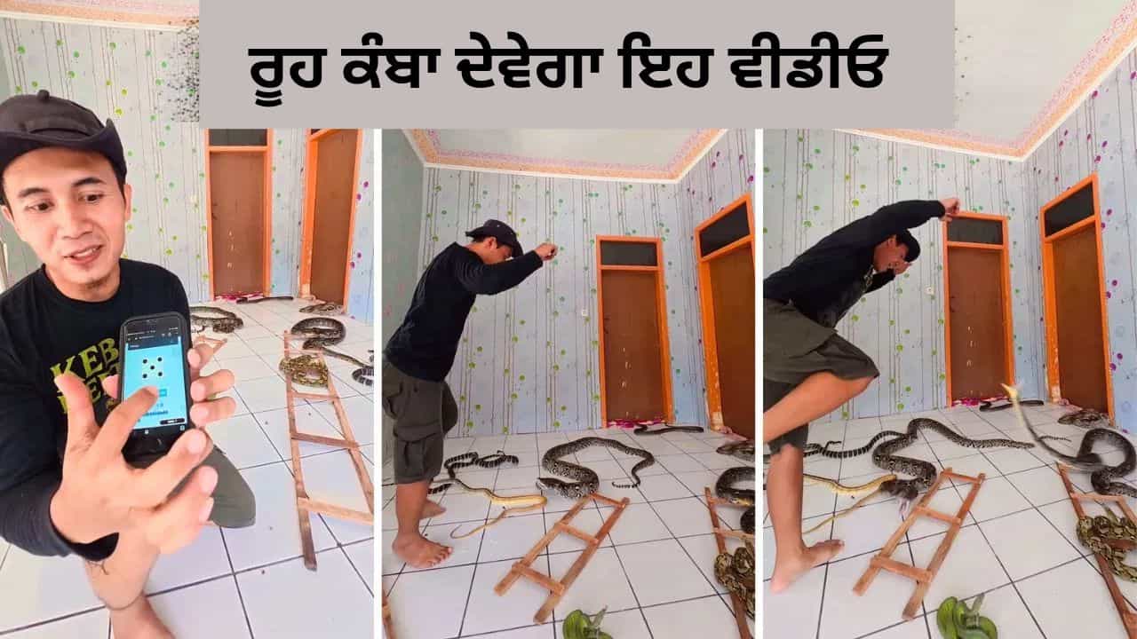 Shocking Video: ਸ਼ਖਸ ਨੇ ਅਸਲੀ ਸੱਪਾਂ ਨਾਲ ਖੇਡੀ ਸੱਪ-ਸੀੜ੍ਹੀ ਲੋਕ ਬੋਲੇ -ਇਹ ਕਿਹੋ ਜਿਹਾ ਸ਼ੌਕ ਹੈ ਭਰਾ? Shocking Video: ਸ਼ਖਸ ਨੇ ਅਸਲੀ ਸੱਪਾਂ ਨਾਲ ਖੇਡੀ ਸੱਪ-ਸੀੜ੍ਹੀ ਲੋਕ ਬੋਲੇ -ਇਹ ਕਿਹੋ ਜਿਹਾ ਸ਼ੌਕ ਹੈ ਭਰਾ?